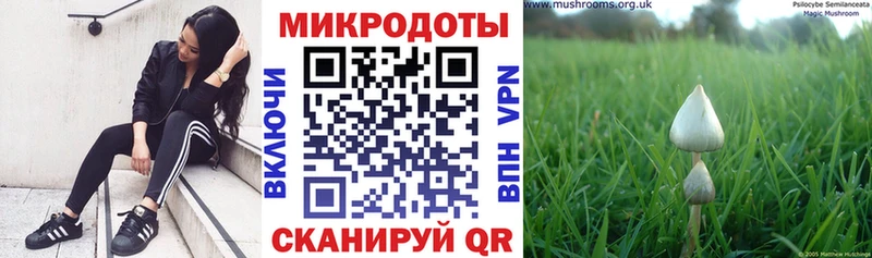 купить закладку  Жиздра  Галлюциногенные грибы мицелий 
